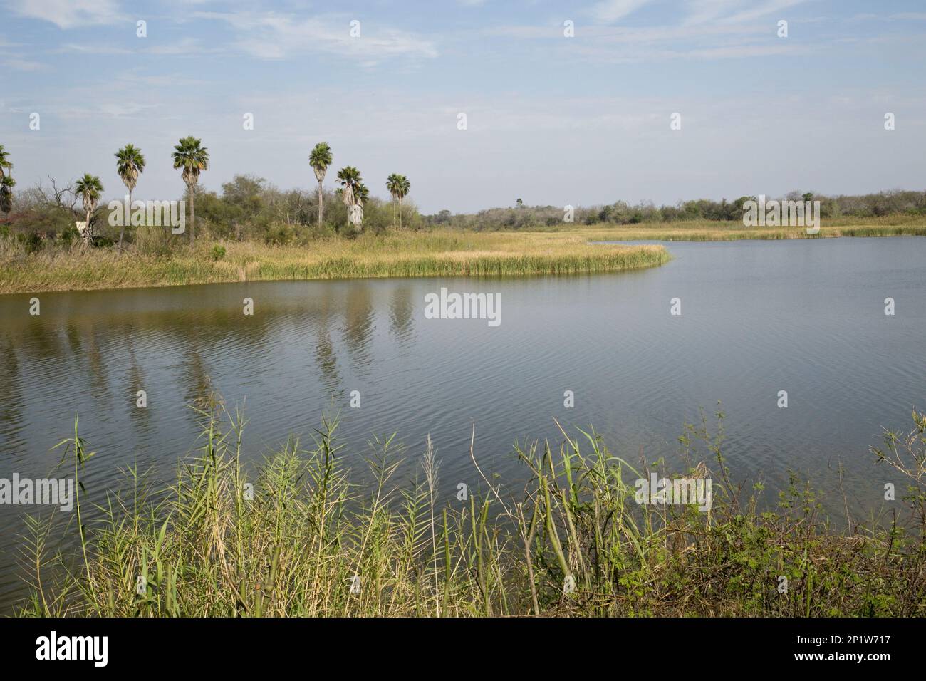 Vista sul fiume al confine con Messico, Rio Grande, Bentsen-Rio Grande Valley state Park, Texas, Stati Uniti Foto Stock