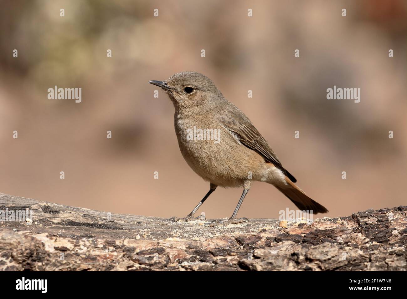 Chat familiare (Cercomela familiaris) adulto, in piedi sul ramo, Sudafrica Foto Stock