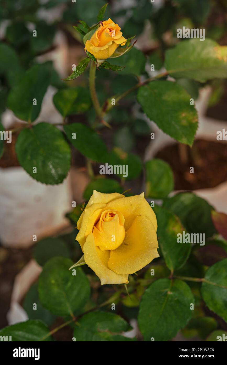 Primo piano di un bel fiore di rosa giallo fresco in giardino verde Foto Stock