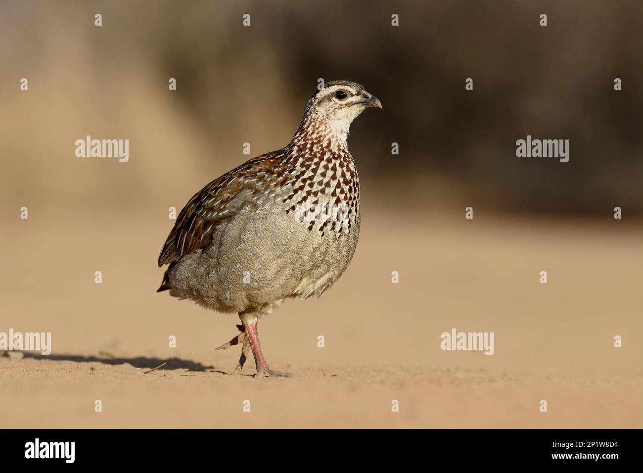 Francolin crestato (Dendroperdix sefaena) adulto, a piedi su terreno asciutto, Sud Africa Foto Stock