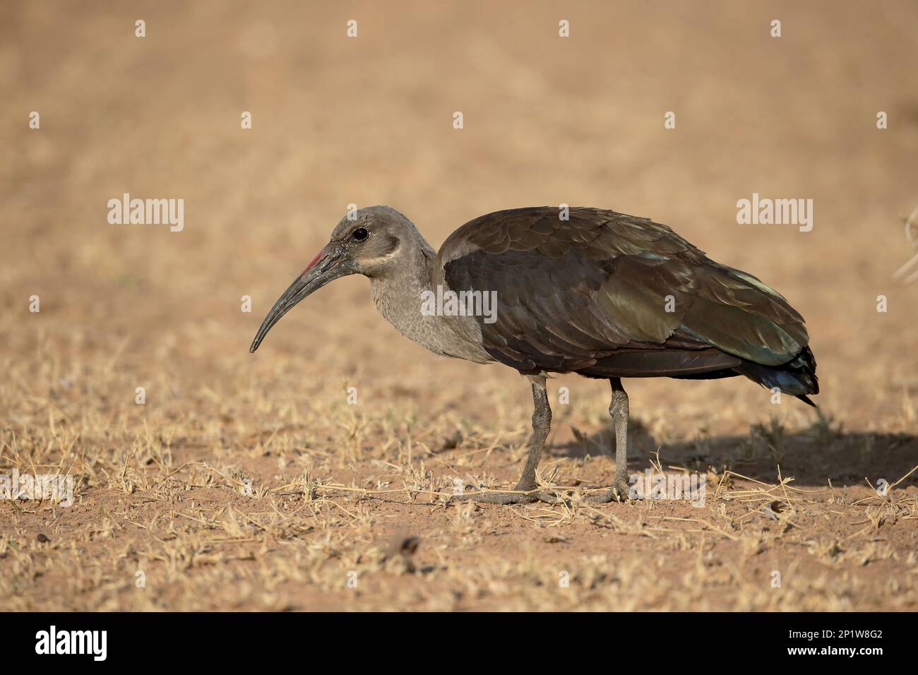 Hadada Ibis (Bostrichia hagedash) per adulti, in piedi su terreno asciutto, Sudafrica Foto Stock