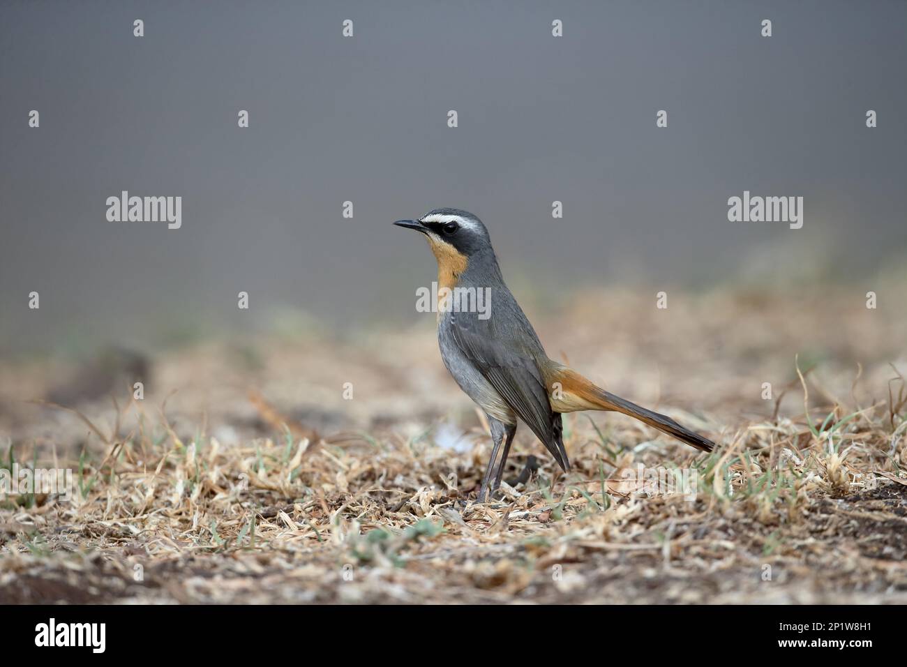 Cape Robin-chat (Cossypha caffra) adulto, in piedi a terra, Sud Africa Foto Stock