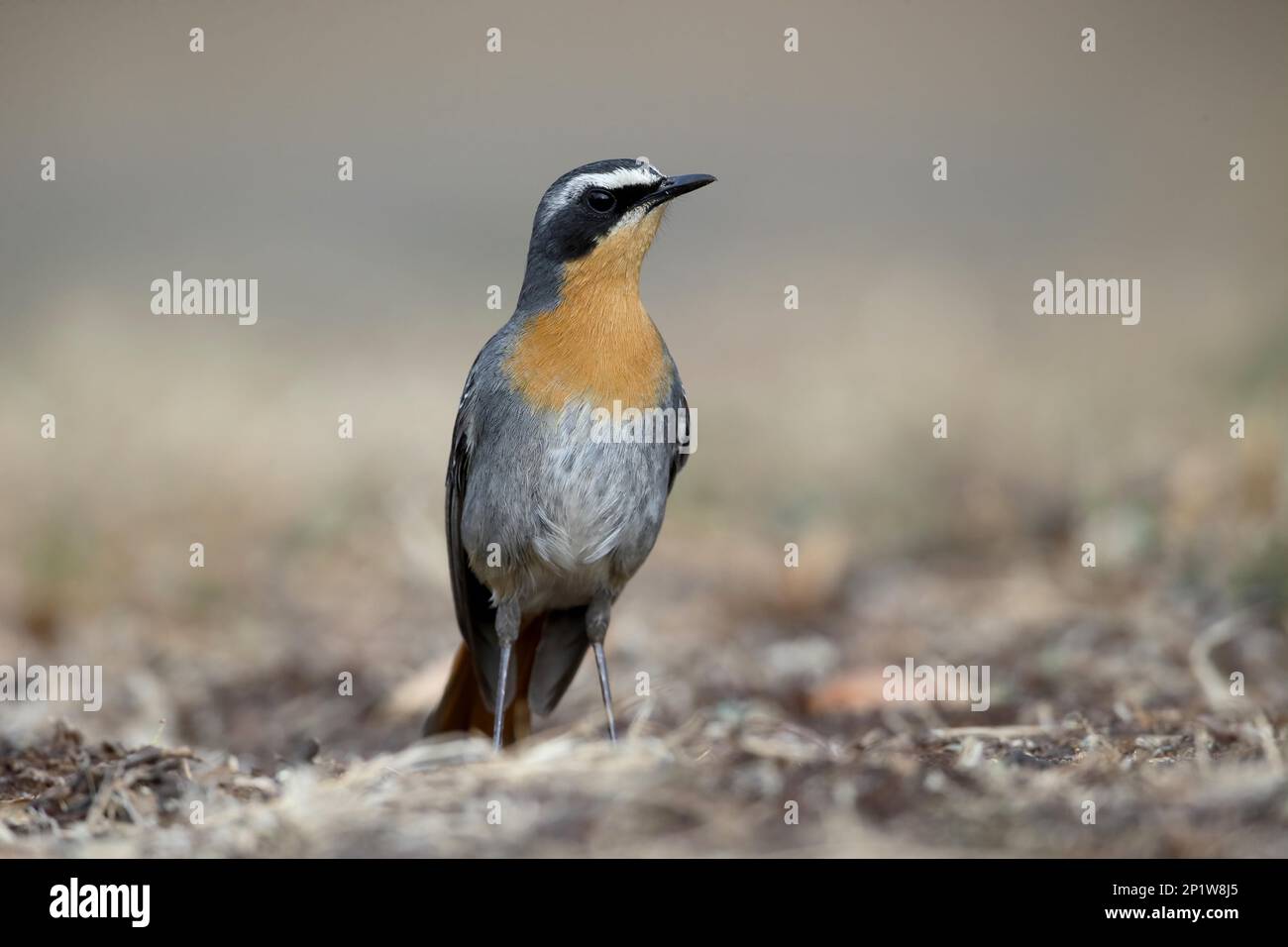 Cape Robin-chat (Cossypha caffra) adulto, in piedi a terra, Sud Africa Foto Stock