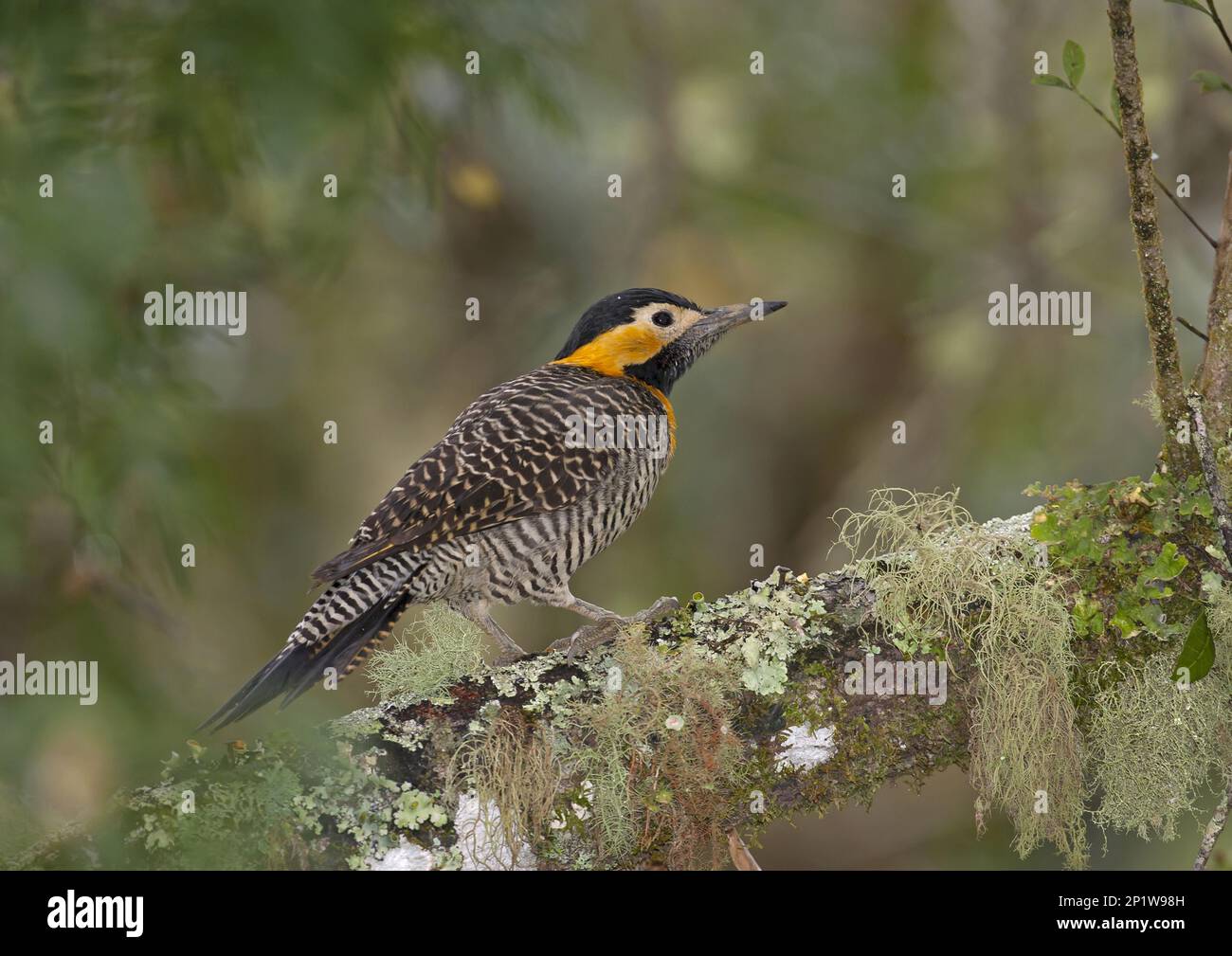 Campo Flicker (Colaptes campestris) adulto su ramo coperto di lichene, Brasile Foto Stock