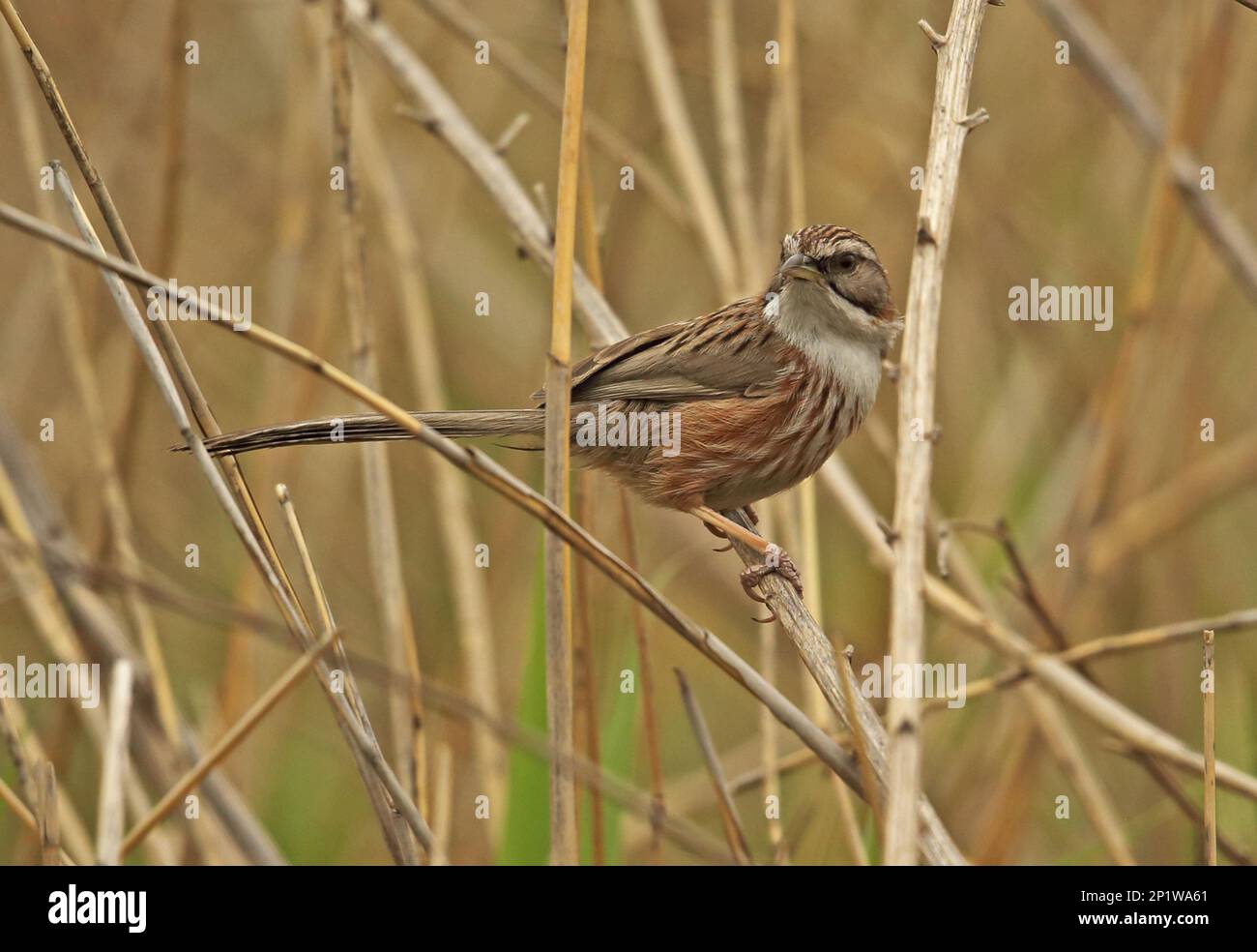 Cinese Hill Warbler (Rhopophilus pekinensis) adulto, arroccato su fusto, Hebei, Cina Foto Stock