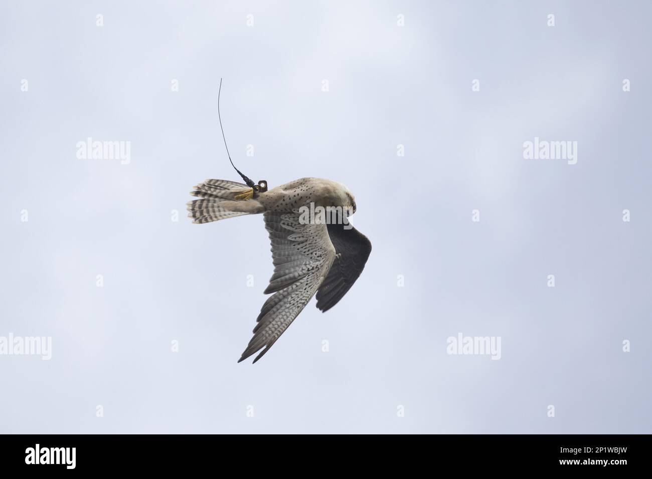 Falco falco dell'adulto (Falco biarmicus) che vola capovolto durante l'esposizione di volo, con le caviglie e l'apparecchiatura di telemetria attaccate alle gambe, gufo di Suffolk Foto Stock