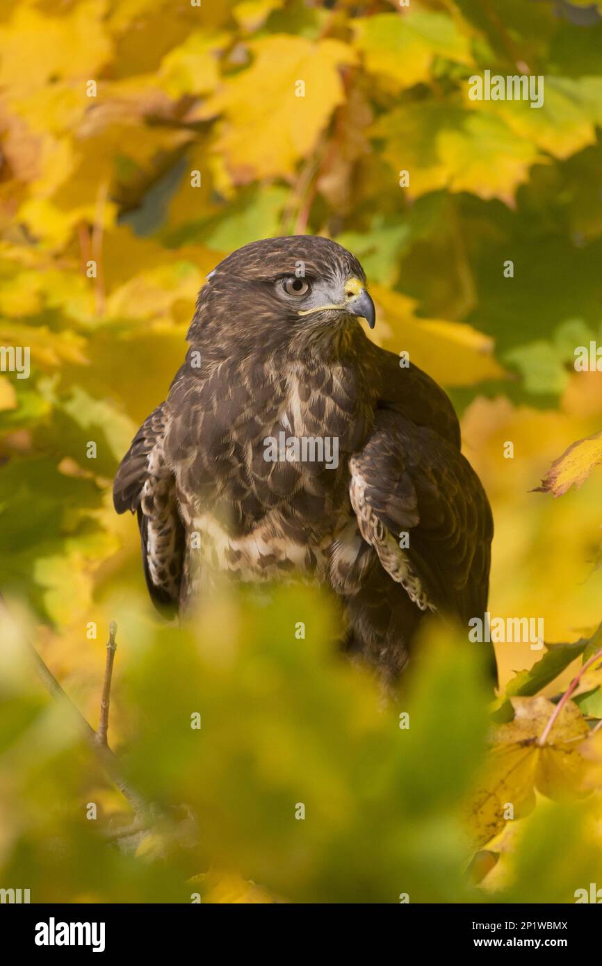 Buzzard steppa comune (Buteo buteo), maschio adulto, seduto in albero con foglie di colore autunnale, Suffolk, Inghilterra, ottobre, controllato individuale Foto Stock