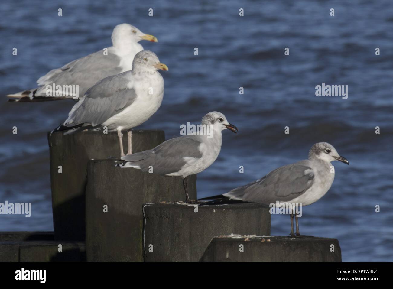 Gabbiani ridenti con gabbiani aringhe a Cape May, East Coast USA Foto Stock