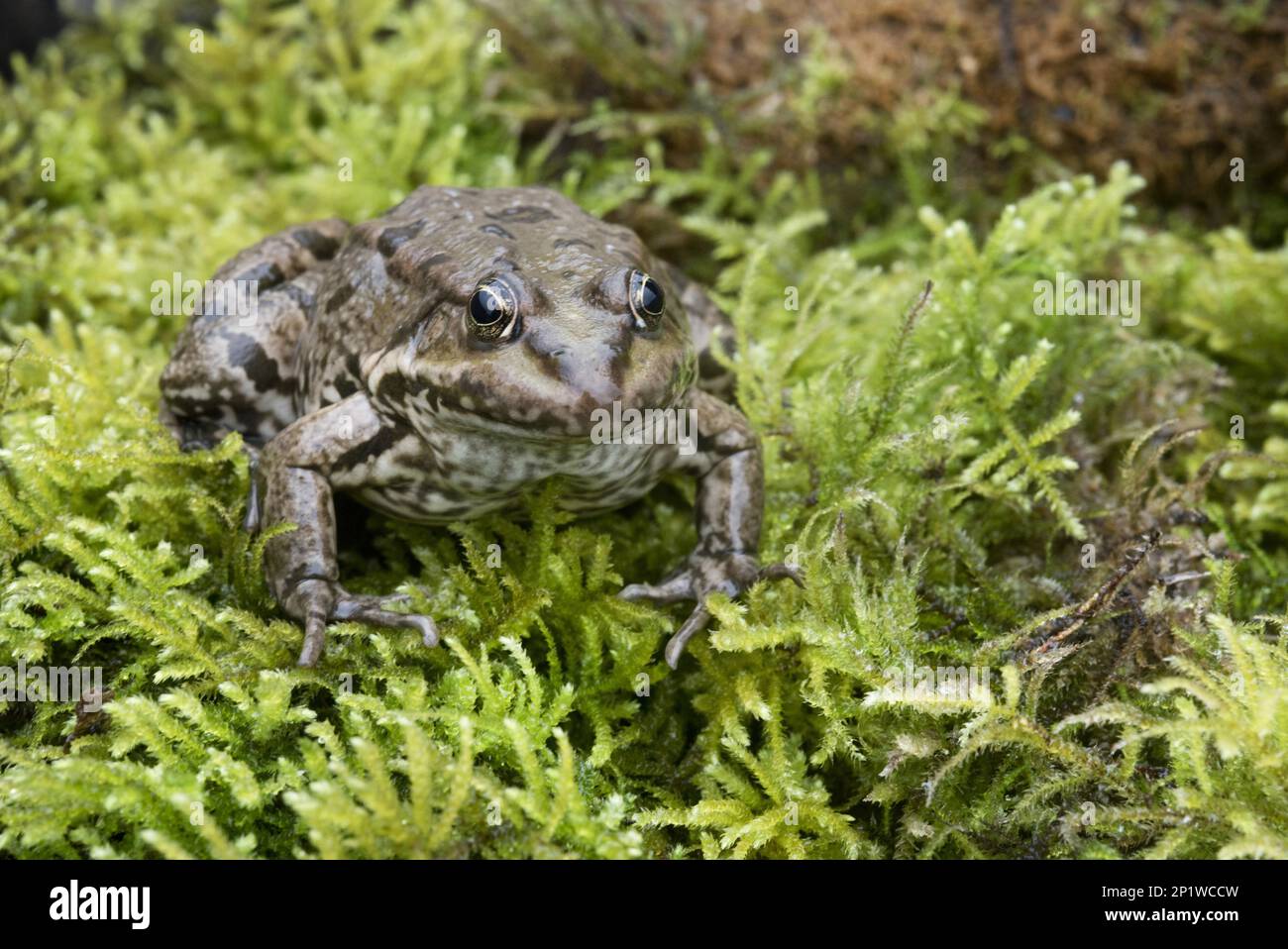 Marsh Frog (Pelophylax ridibundus) introdusse specie, adulte, seduta sulla muschio, Inghilterra, Regno Unito Foto Stock