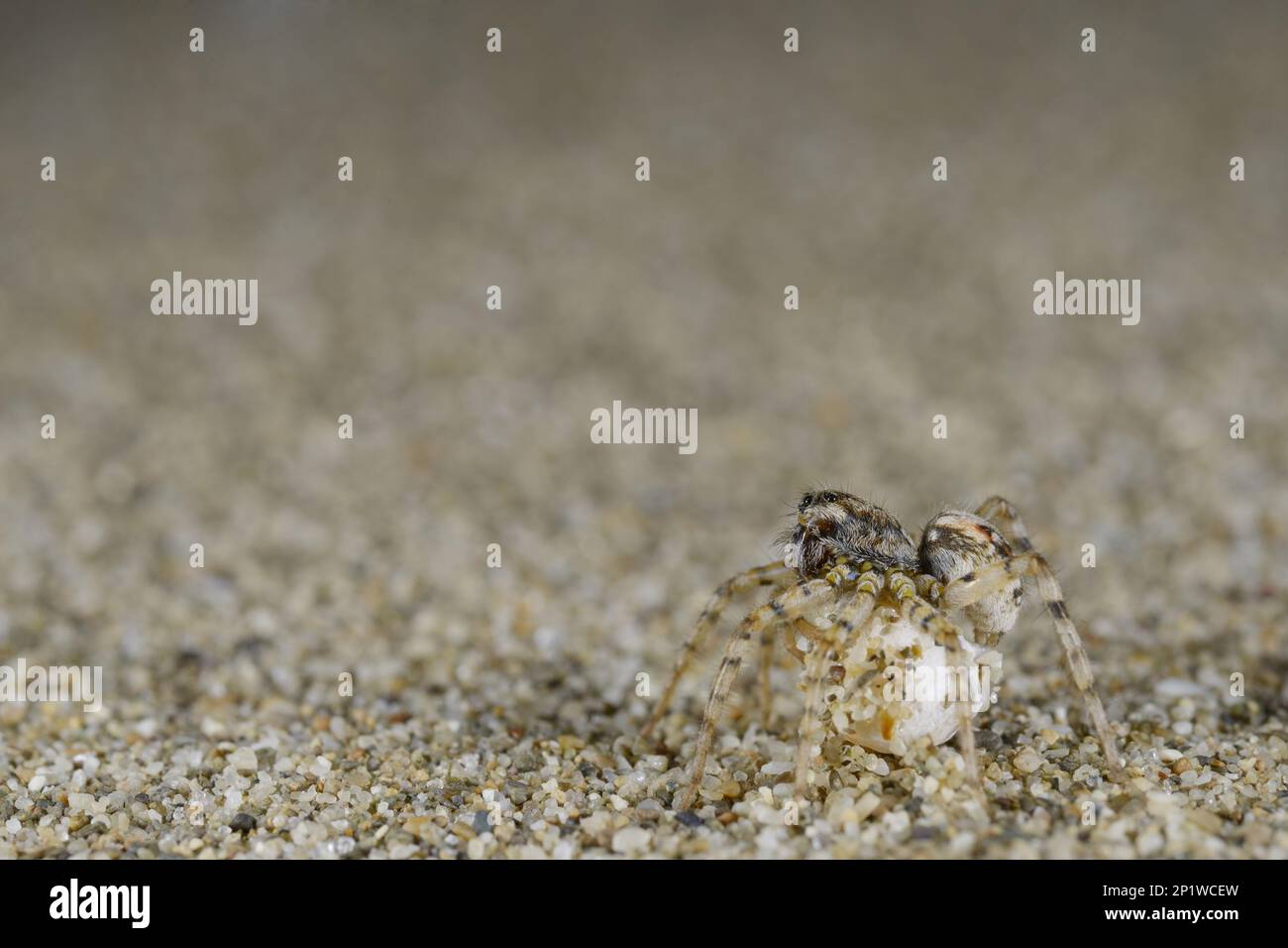 Altri animali, ragni, aracnidi, animali, sabbia wolfspider (Arctosa perita), sabbia Wolfspider femmina adulta, con ovisac, su spiaggia sabbiosa, Italia Foto Stock