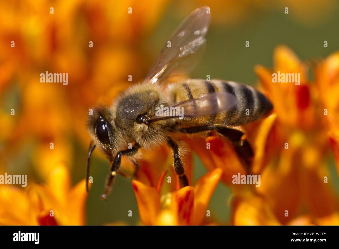 Western Honey Bee (Apis mellifera) introdusse specie, lavoratrice adulta, nutrendo nettare da fiori di Butterfly Weed (Asclepias tuberosa), U.S.A. Foto Stock