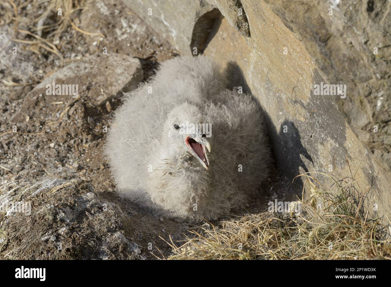 Pulcino di Fulmar (Fulmarus glacialis). Flatey Island, Brei'afj'r'ur, Islanda. Luglio 2015 Foto Stock