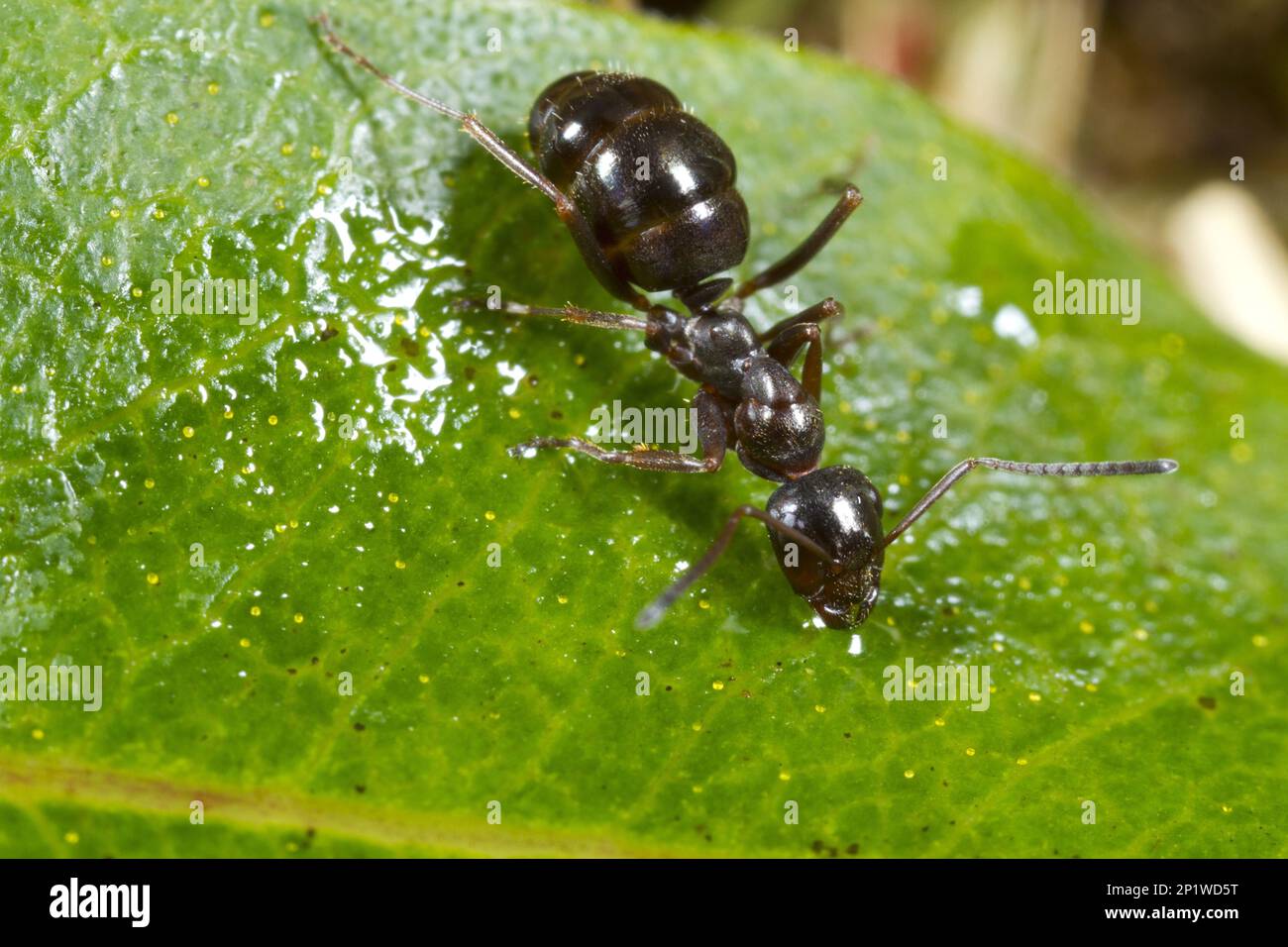 Ante di Bog Nero, Ante di Bog Nero (Formica picea) altri animali, insetti, animali, Ante, Ante di Bog Nero lavoratore adulto su una foglia. CORS Vai Foto Stock