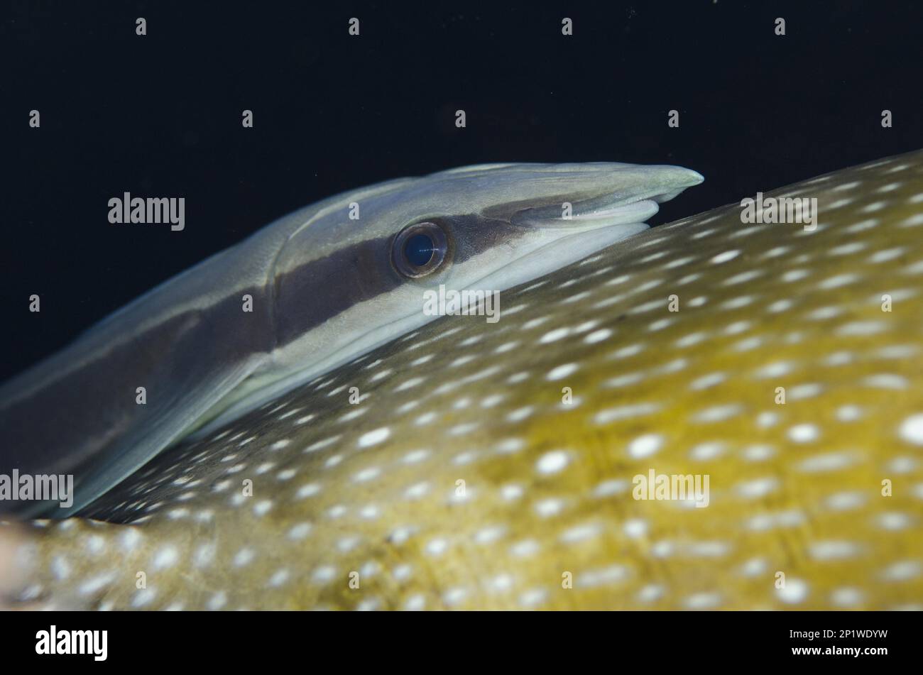 Slim live sharksucker (Echeneis naucrates), su puffer a macchie blu (Arothron Caeruleopunctatus), sito di immersione della barriera corallina di Seraya, Seraya, Bali, Indonesia Foto Stock