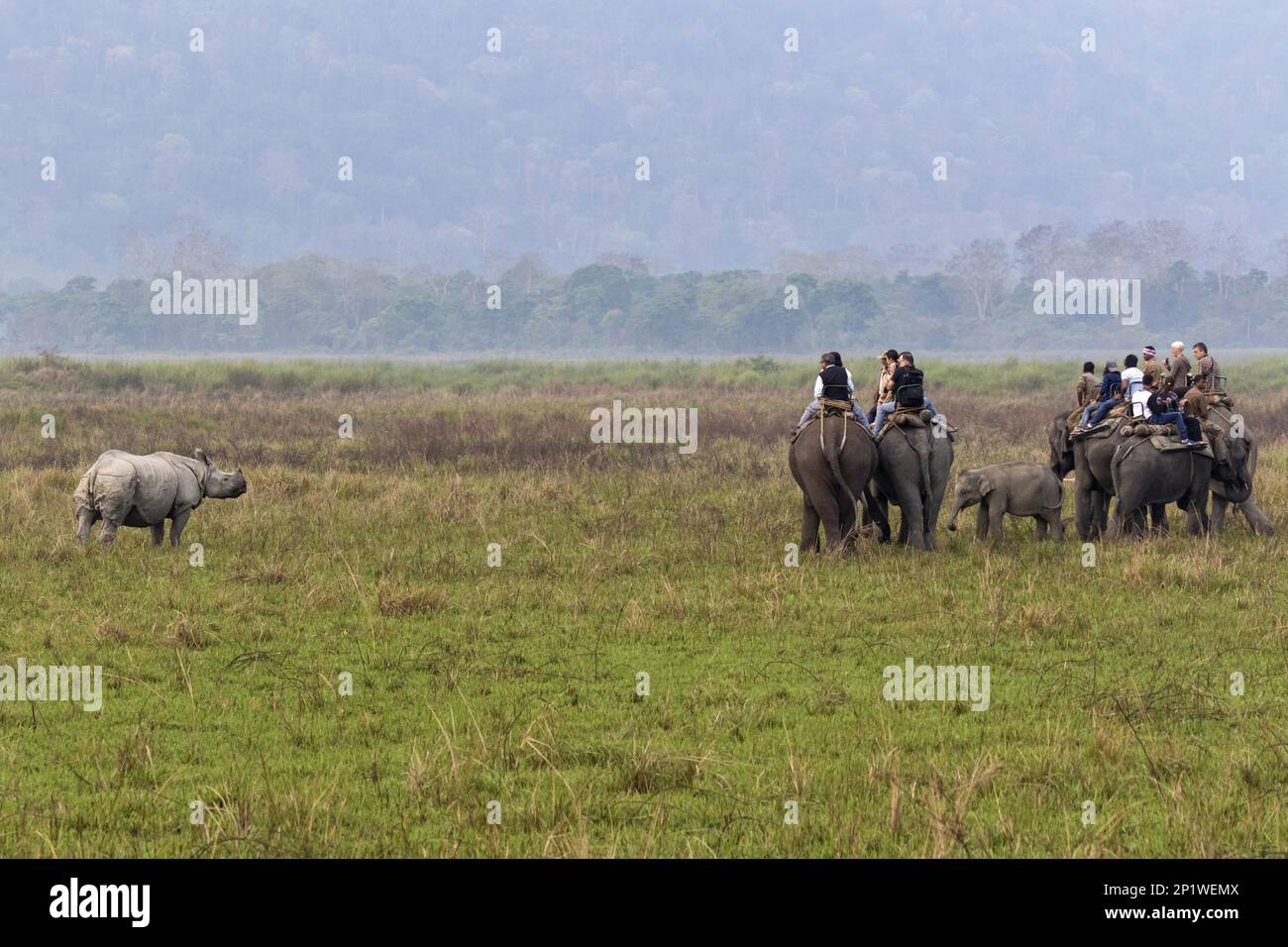 Turisti sugli elefanti asiatici che guardano rinoceronti indiani adulti (rinoceronte unicornis), Kaziranga National Park, Assam, India Foto Stock