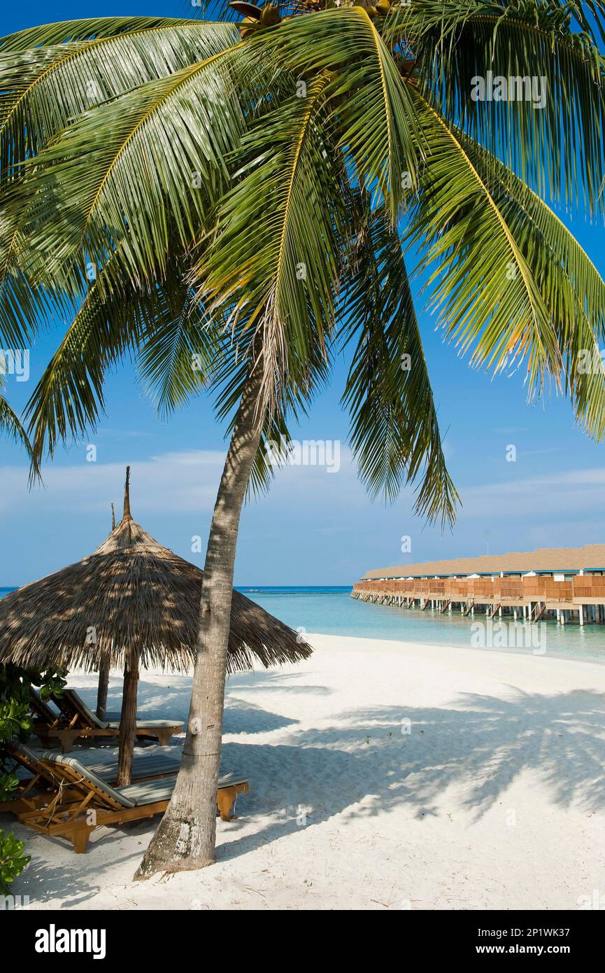 Maldive isola Filaidhoo, spiaggia, laguna, palme, palme da cocco (Cocos nucifera), Raa Atoll, Filaidhoo, Maldive Foto Stock