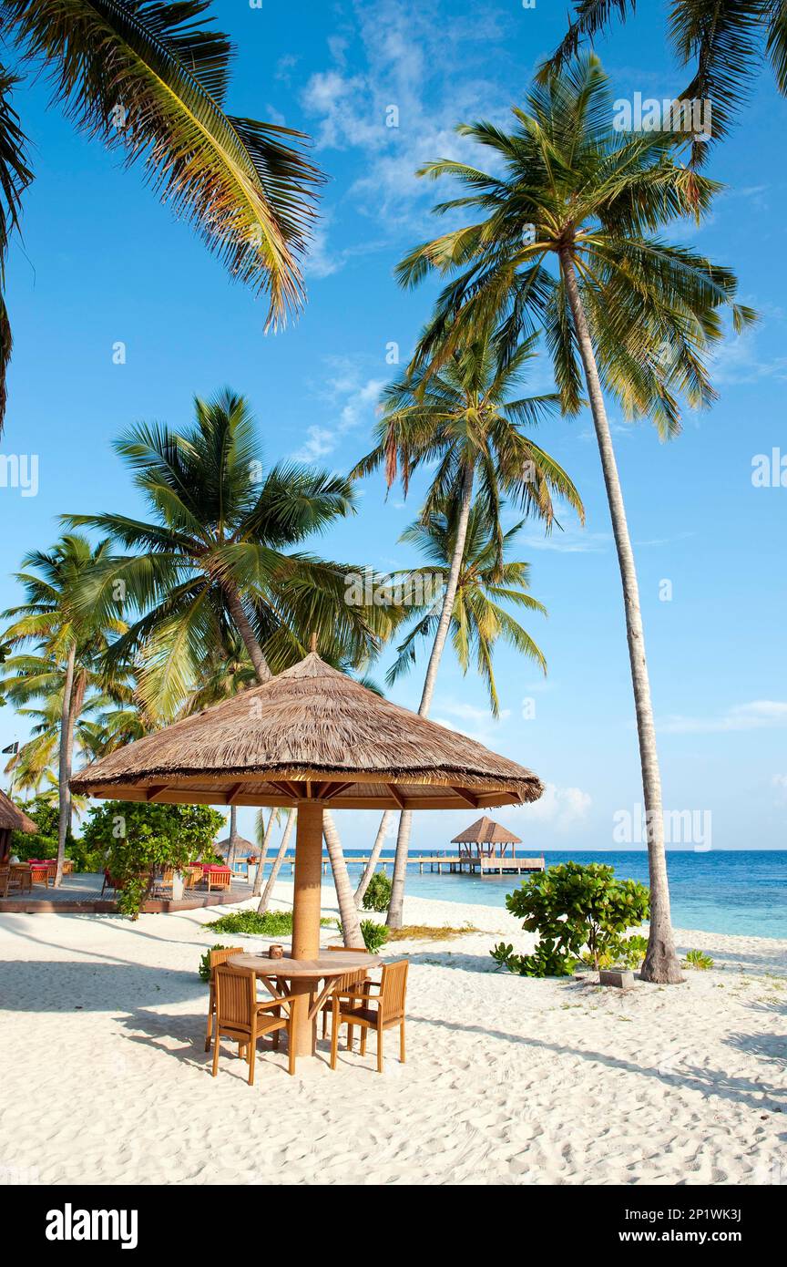 Maldive isola Filaidhoo, spiaggia, laguna, palme, palme da cocco (Cocos nucifera), Raa Atoll, Filaidhoo, Maldive Foto Stock