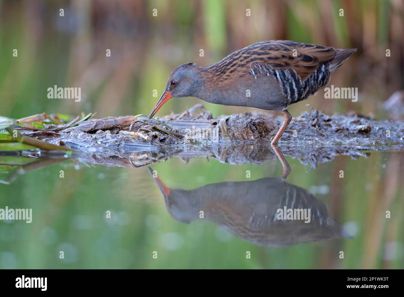 Ringhiera d'acqua (Rallus aquaticus) ringhiera timida uccello, habitat foto, riflessione, foraggio, palude, Habitat, Paesaggio del Fiume dell'Elba Centrale, Biosfera dell'Elba Centrale Foto Stock