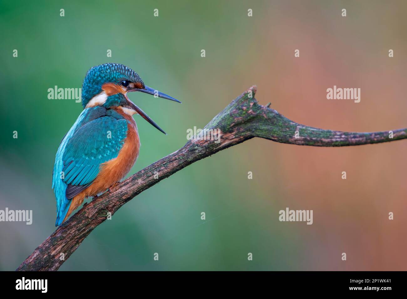 Martin pescatore comune (Alcedo atthis) indicatore di acque fluenti pulite, giovani uccelli all'alba, habitat, gemma volante, flapping le sue ali, River Landscape Foto Stock