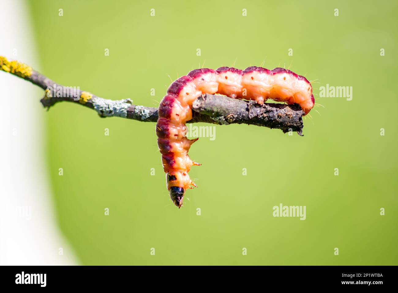 Caterpillar rosso-giallo sulla filiale Foto Stock