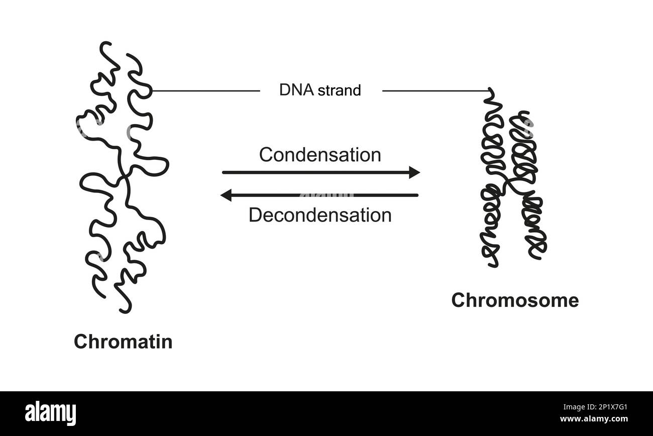 Condensazione e decondensazione della cromatina, illustrazione Foto Stock