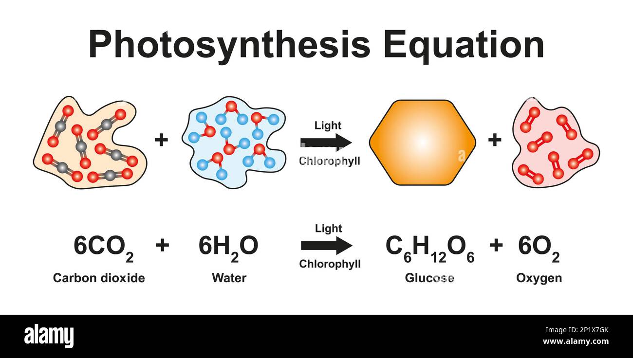 Equazione di fotosintesi, illustrazione Foto Stock