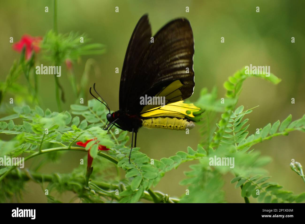 Farfalla comune birdwing. Troides helena. Appendice II CITES. Java, Indonesia. Foto Stock