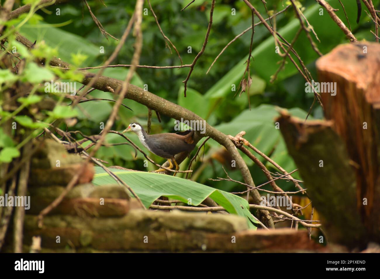 Gallina bianca. Amaurornis phoenicurus. Surakarta, Indonesia. Foto Stock