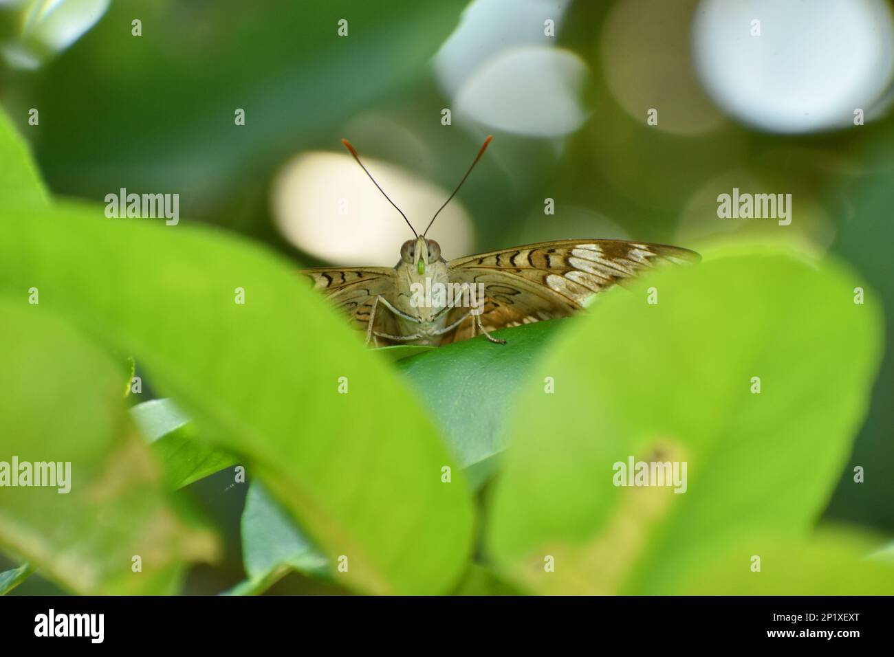 Farfalla barone comune, vista frontale. Euthalia acontea Foto Stock