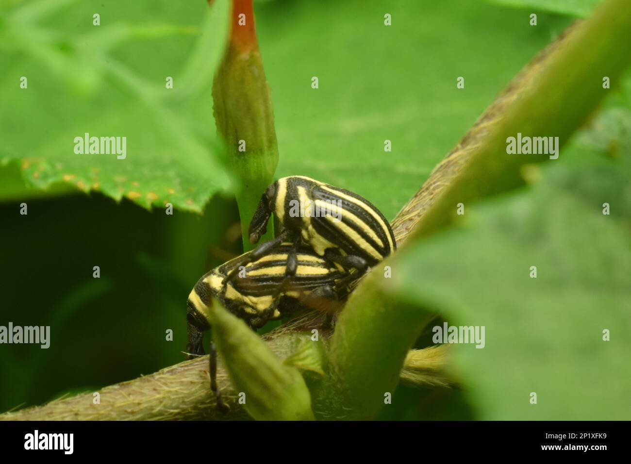 Accoppiamenti weevil spelati tra fogliame verde. Alcidodes immutatus. giava, Indonesia. Foto Stock