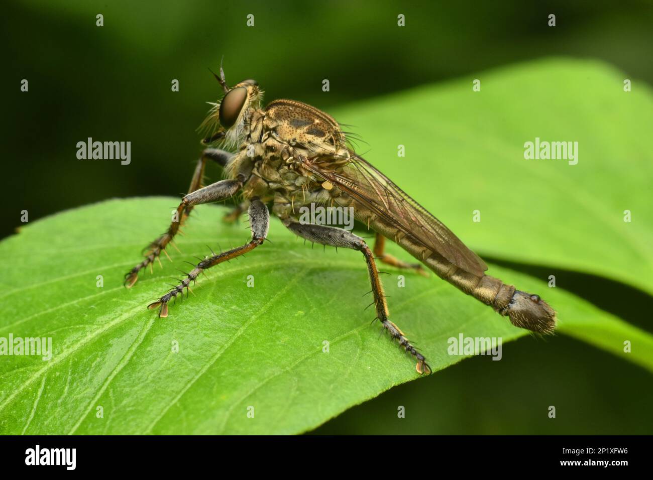Volo gigante rapinatore che riposa sulla foglia. Asilinae. Foto Stock