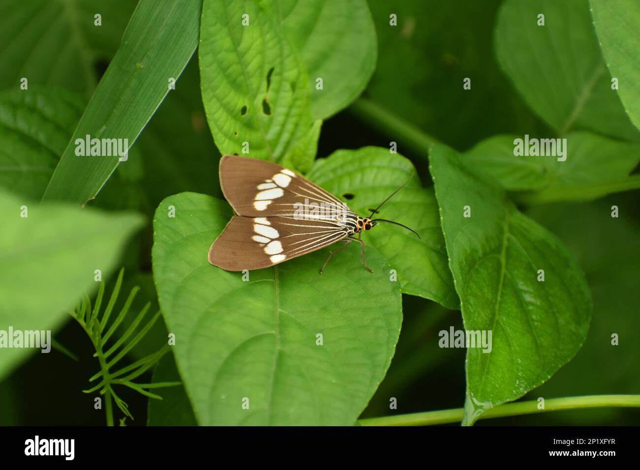 Nyctemera baulus. Mooth di magpie asiatiche. Surakarta, Indonesia. Foto Stock