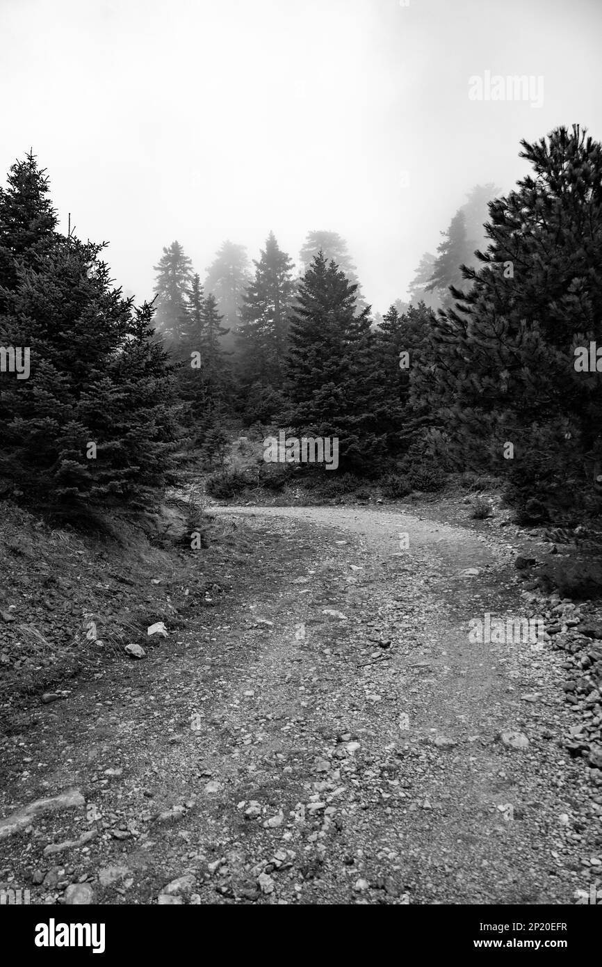 Paesaggio montano con tronchi d'albero tagliati Foto Stock
