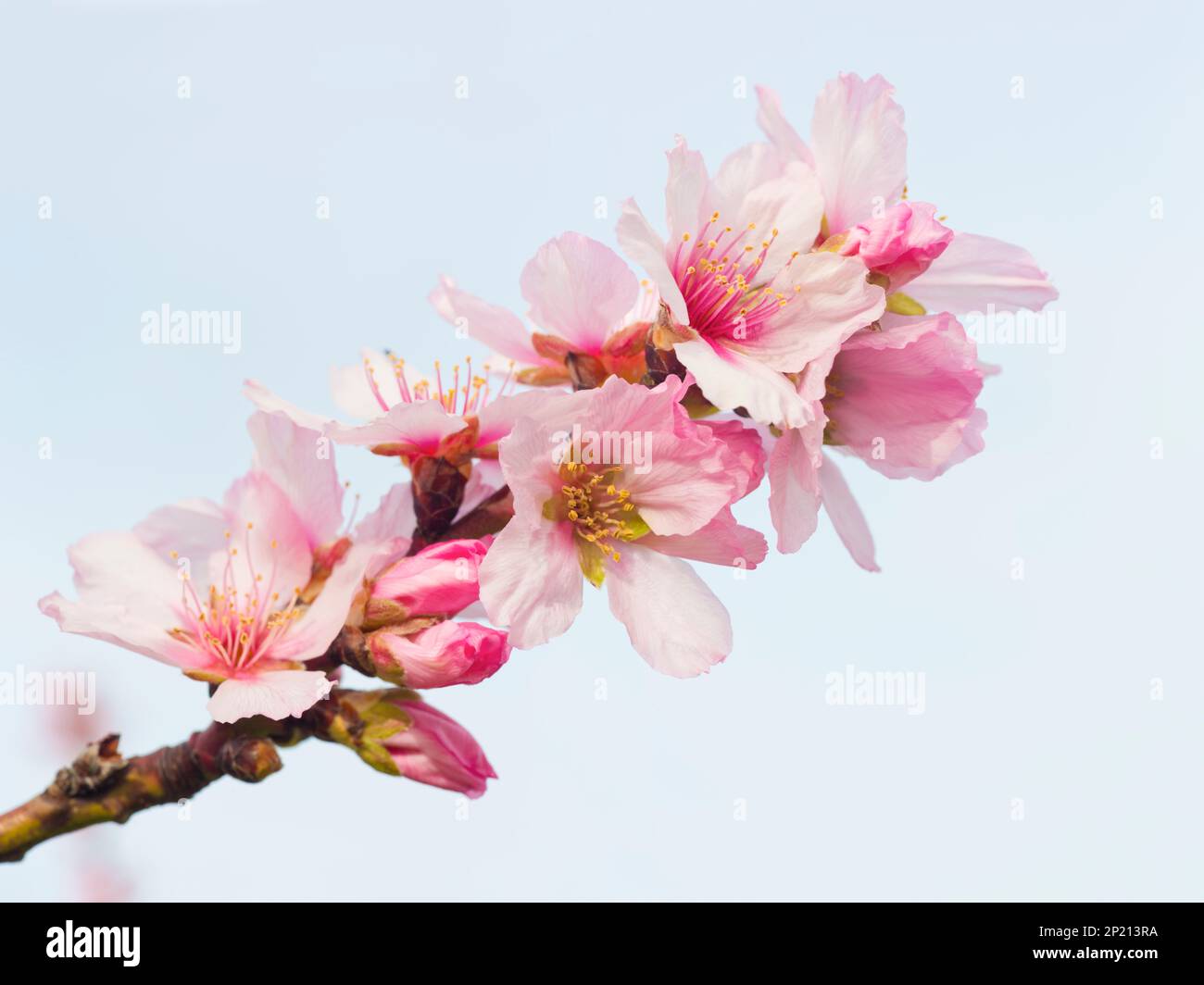 Fiori di mandorla rosa in primavera Foto Stock