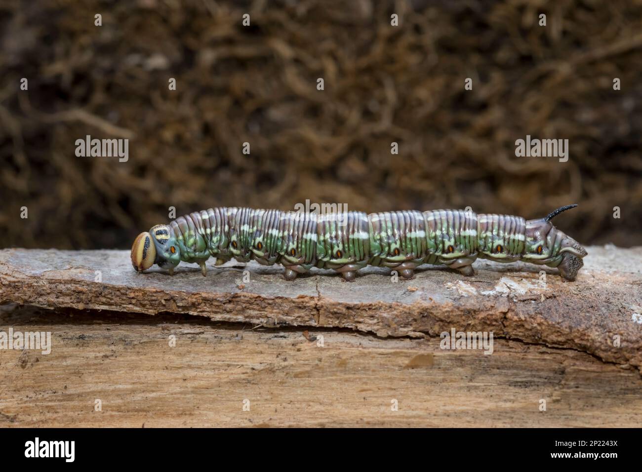 Kiefernschwaermer, Sphinx pinastri, falco-falco di pino Foto Stock