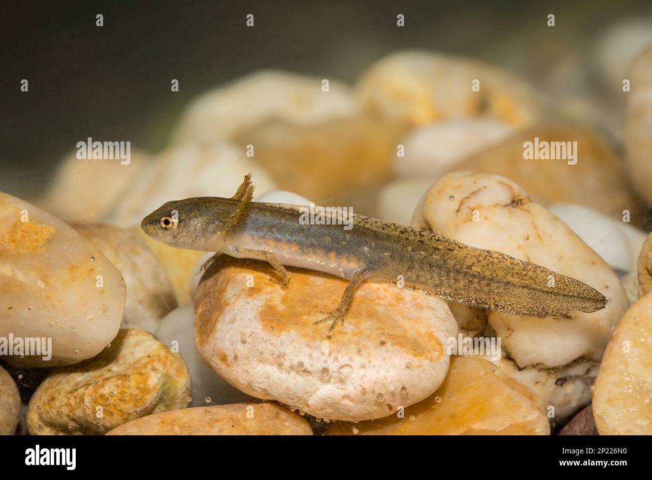 Teichmolch-larve, Lissotriton vulgaris, liscio nuovo Foto Stock