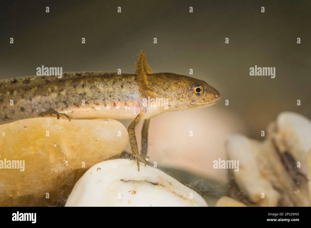 Teichmolch-larve, Lissotriton vulgaris, liscio nuovo Foto Stock