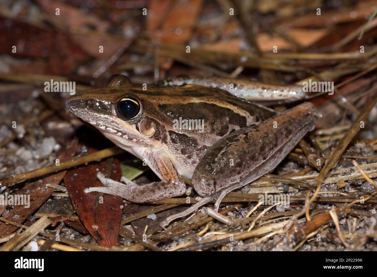 Rocket Frog sul pavimento della foresta vicino ad un waterhole.Litoria nasuta Elliott River Bundaberg Queensland Australia Foto Stock