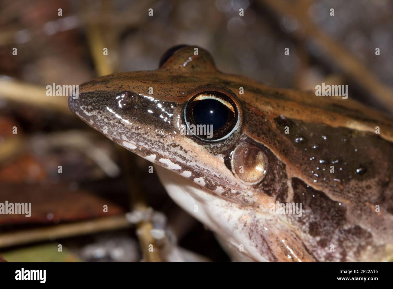 Rocket Frog in profile.Litoria nasuta Elliott River Bundaberg Queensland Australia Foto Stock
