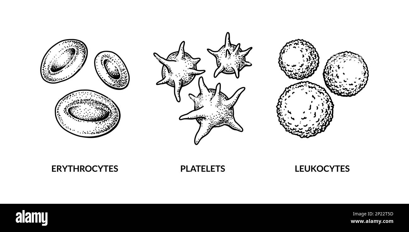 Cellule ematiche isolate su sfondo bianco. Eritrociti, leucociti e piastrine prelevati a mano. Illustrazione di biologia scientifica in stile schizzo Illustrazione Vettoriale