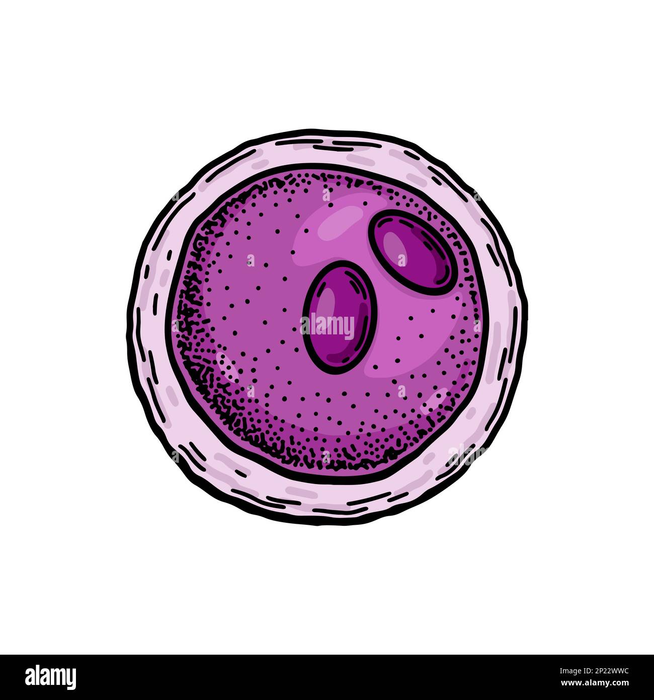 Linfociti del sangue isolati su sfondo bianco. Illustrazione vettoriale per microbiologia scientifica disegnata a mano in stile schizzo Illustrazione Vettoriale