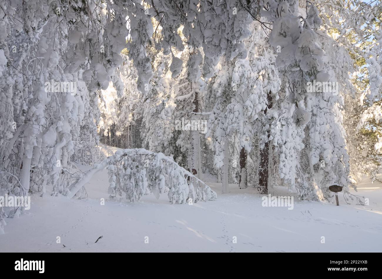 Alberi invernali come una cascata bianca di neve pesante e gelata nel Parco Nazionale dell'Etna, Sicilia, Italia Foto Stock