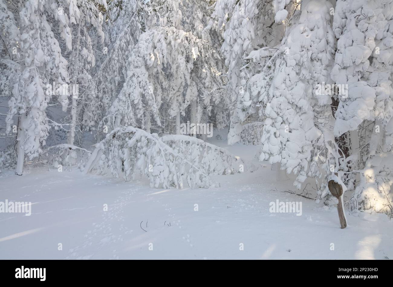 Alberi invernali come una cascata bianca di neve pesante e gelata nel Parco Nazionale dell'Etna, Sicilia, Italia Foto Stock