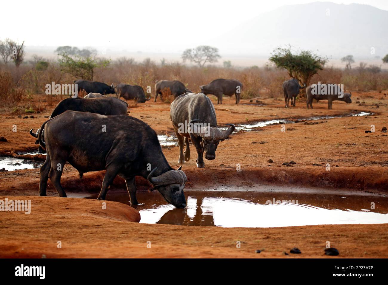 Bufali africani (Syncerus caffer caffer, alias Cape Buffalo) presso la Waterhole. Tsavo Est, Kenya Foto Stock