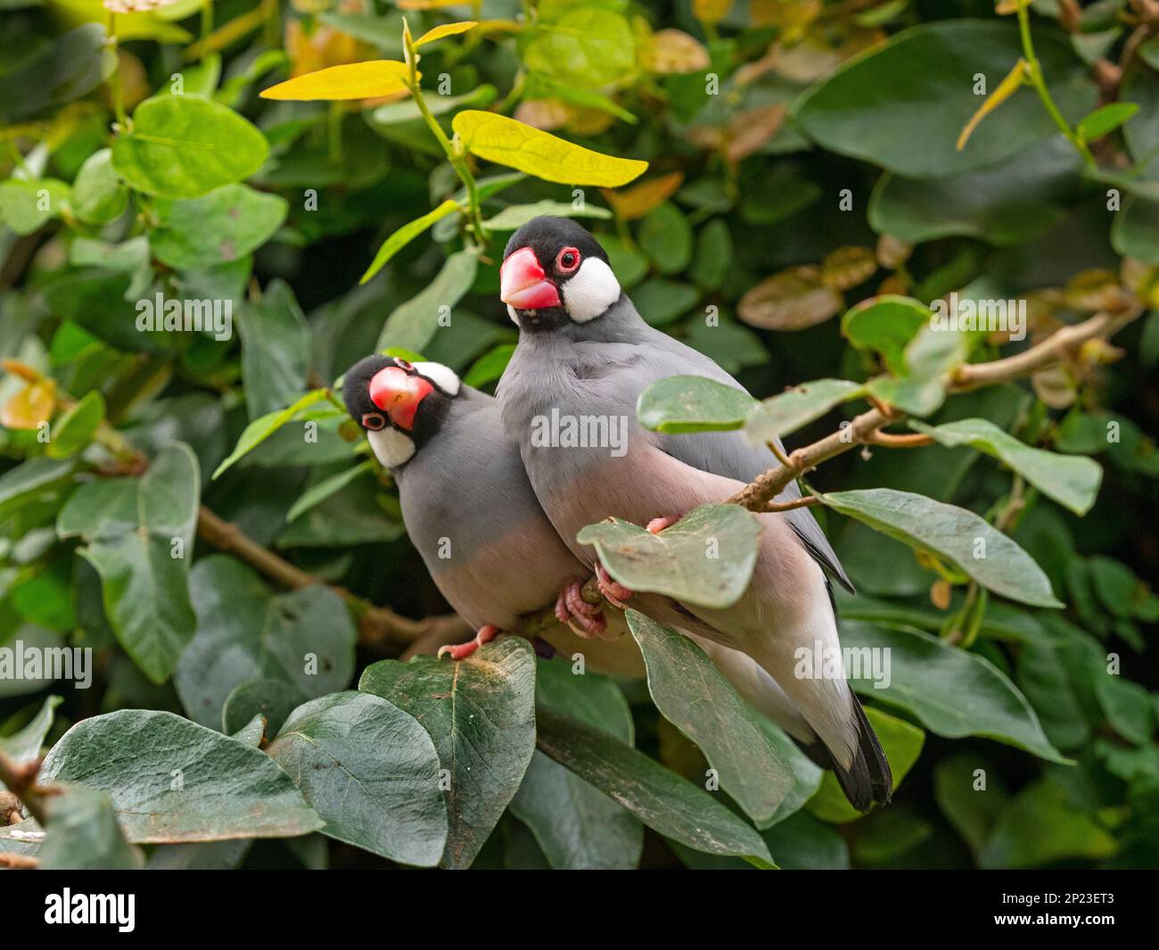 Passero Java Padda oryzivora; noto anche come finch Java, passero di riso Java o uccello di riso Java Foto Stock