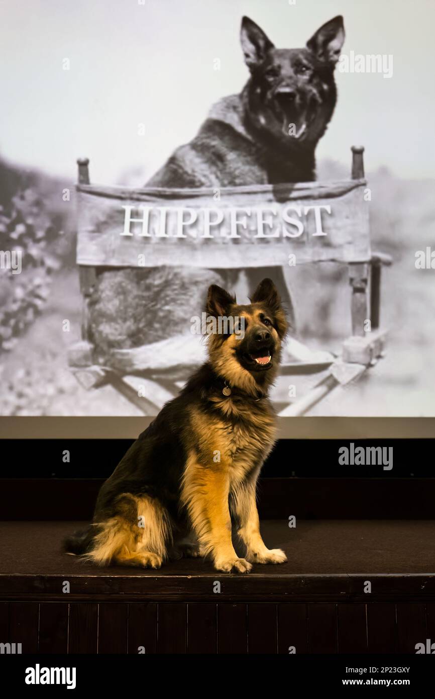Rin Tn Tin German Shepherd o cane alsaziano look-similare a HippFest lancio, Hippodrome Cinema, Bo'Ness, Scozia, Regno Unito Foto Stock
