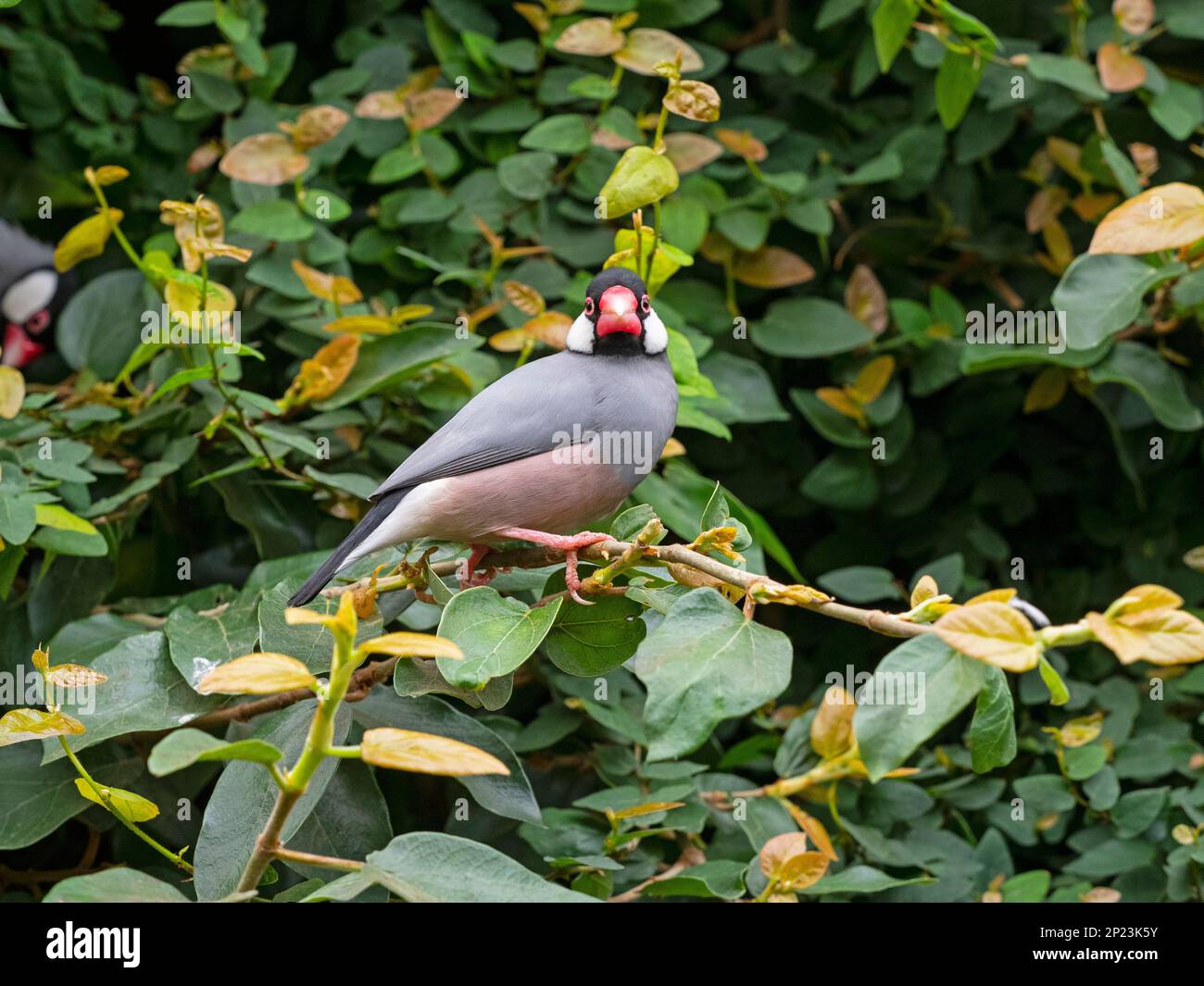Passero Java Padda oryzivora; noto anche come finch Java, passero di riso Java o uccello di riso Java Foto Stock