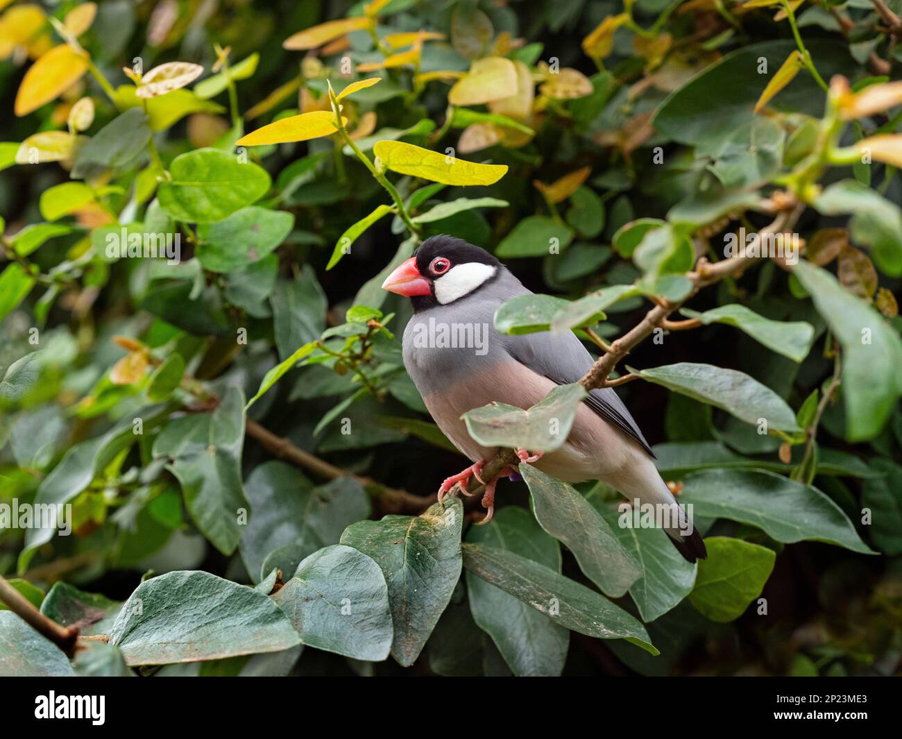 Passero Java Padda oryzivora; noto anche come finch Java, passero di riso Java o uccello di riso Java Foto Stock