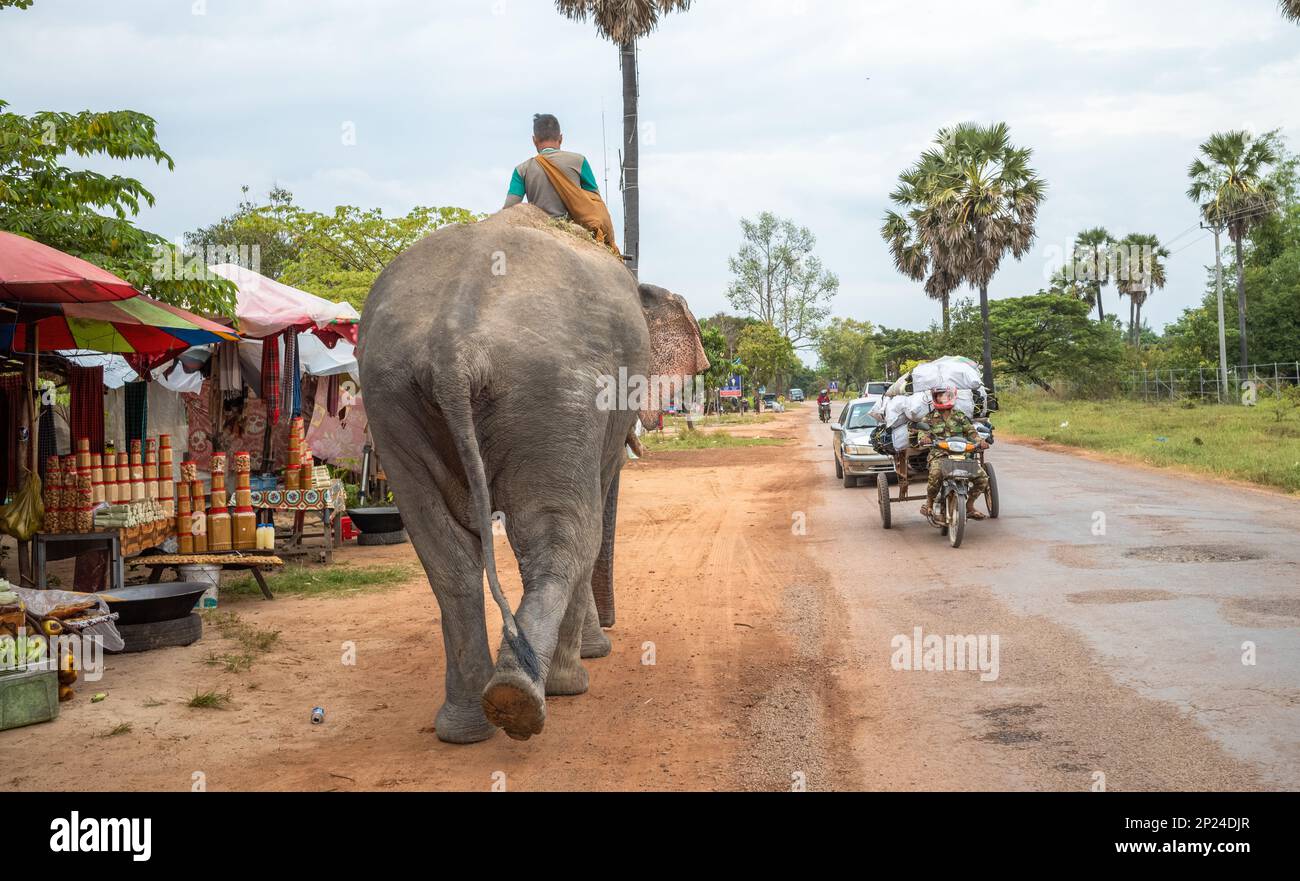 Un Mahout cambogiano seduto sul suo elefante li guida lungo una strada attraverso il villaggio di Phumi Khna, provincia di Siem Reap, Cambogia. Foto Stock