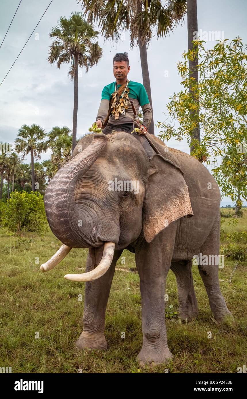 Un Mahout cambogiano adornato con amuleti buddisti per evitare il pericolo si siede sul suo elefante n Phumi Khna, provincia di Siem Reap, Cambogia e lo alimenta banan Foto Stock